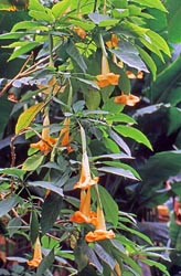 brugmansia versicolor thumbnail graphic